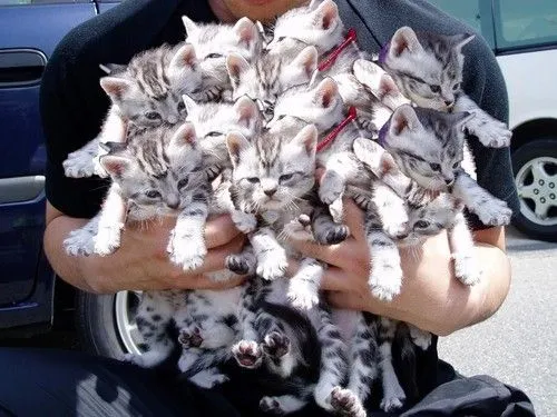 CATS